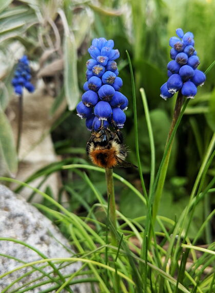 Hummel an blauer Traubenhyazinthe