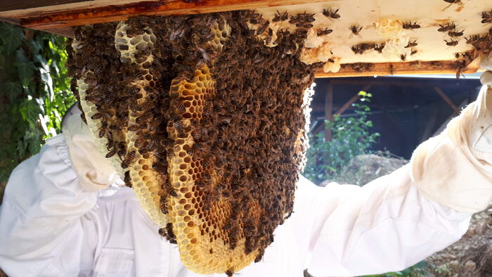 Imker inspiziert Bienenstock mit Waben