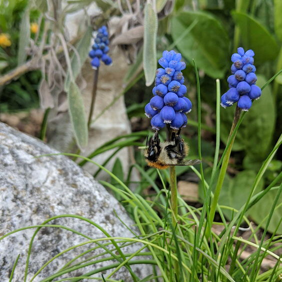 Hummel an blauer Traubenhyazinthe