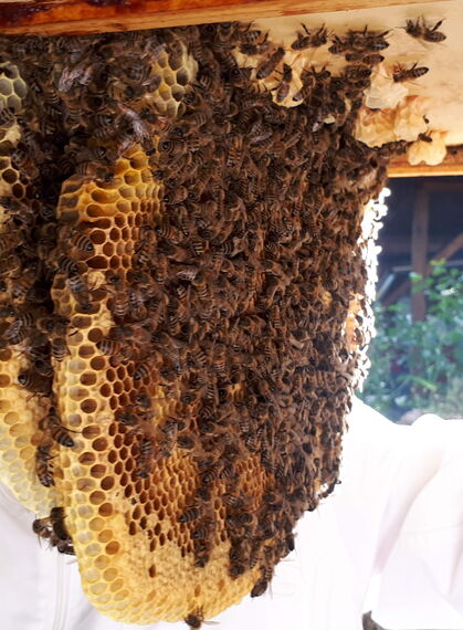 Imker inspiziert Bienenstock mit Waben