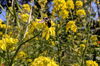 Blaue Holzbiene auf gelber Rapsblüte
